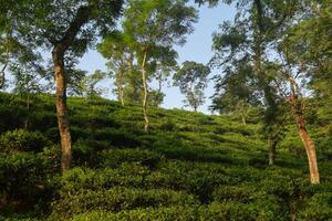 Morning sunlight casts a warm glow over expansive green tea plantations on a hillside, framed by tall trees, evoking a serene and peaceful atmosphere in nature. photo