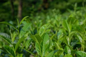 Fresh, vibrant tea leaves bask in warm sunlight, showcasing their rich green color in a tranquil plantation. The natural setting promotes a sense of calm and growth. photo