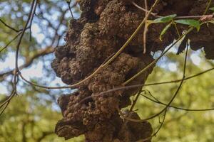 The rough and detailed bark of a tree supports twisting vines amidst a vibrant forest backdrop, capturing the essence of nature's beauty and complexity in daylight. photo
