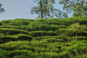 Terraced green hills are covered with flourishing tea bushes under bright blue skies, creating a tranquil and picturesque atmosphere during the afternoon. photo