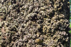 The photo displays a detailed close-up view of a rugged tree trunk showcasing the intricate textures and patterns formed by its rough bark in daylight.