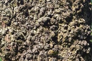 The rugged surface of a tree's bark reveals intricate patterns and textures, reflecting the beauty of nature. Sunlight enhances its rich earthy tones in a serene forest. photo