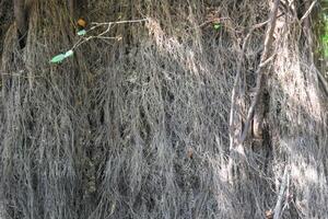 A large tree shows a dense network of aerial roots extending downward, creating a unique natural feature in a lush tropical environment under sunlight. photo