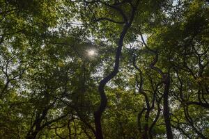 Bright sunlight penetrates the thick foliage of a vibrant forest, casting dappled light on the ground below while tree branches weave intricately above. photo