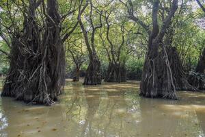 Towering mangrove trees rise from tranquil waters in a lush wetland, creating a peaceful ecosystem, with sunlight filtering through the dense green canopy above. photo