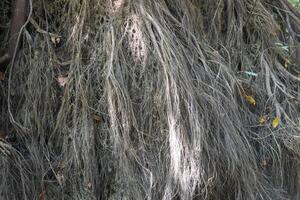 Thick, tangled tree roots emerge from the ground in a woodland area as midday sunlight creates shadows, emphasizing their intricate texture and patterns. photo