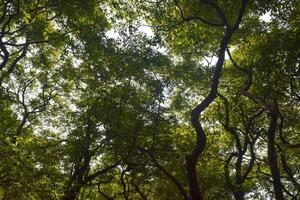 A serene forest captures midday sunlight filtering through thick canopies, illuminating vibrant green leaves and twisted branches, creating a tranquil atmosphere. photo