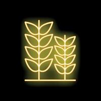 Glowing neon line icon of wheat stalks shining on a black background vector