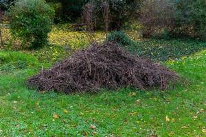 A substantial pile of dark brown, thin branches rests on a short-cut lawn photo