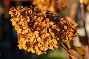 Dried hydrangea flower cluster bathed in warm afternoon sunlight during late autumn in a serene garden setting photo