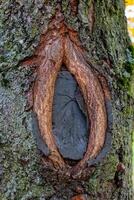 Close-up detail of a tree trunk showing an interesting formation where the bark has grown around a dark, smooth, oval-shaped area photo