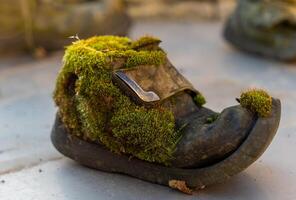 A moss-covered shoe resting on a stone surface, showcasing nature's beauty reclaiming an old object in the afternoon light photo