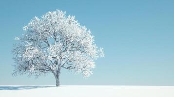 A tree is covered in snow on a snowy field photo