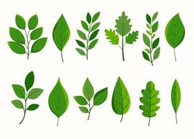 Set of different types of green leaves. Lush foliage collection of unique shapes and vein patterns. Simple flat botanical illustration for nature-themed designs and eco-friendly projects vector
