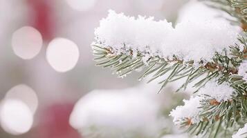 A close up of a pine tree with snow on it photo