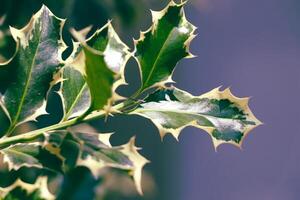Holly branch for Christmas background. Ilex twig. photo