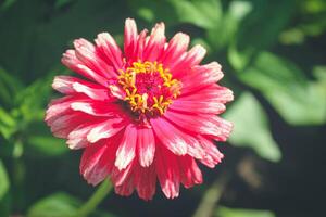 Red flower with green leaves. Dahlia flower in summer day. photo