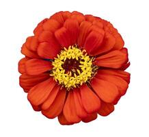 Top view of isolated orange red zinnia flower cut out on white background for summer season and graphic design usage photo