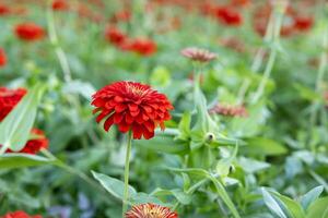Close up of red zinnia in the farm for cut flower business and arrangement decoration photo