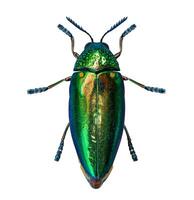 Sternocera aequisignata or green jewel beetle native to southeast asia isolated on white background concept photo