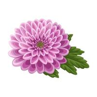 Illustration of pink chrysanthemum flower, with green leaves, isolated on white background. vector