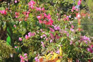 Vibrant pink bougainvillea flower in full bloom under sunlight in nature photo