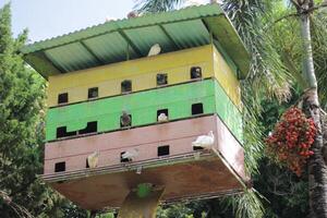 Pigeons Perched on a Colorful Birdhouse in Lush Green Natural Setting photo