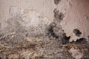 Textured wall with mold and peeling paint, showcasing natural aging, decay, and weathered patterns photo