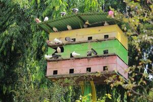 Pigeons Perched on a Colorful Birdhouse in Lush Green Natural Setting photo