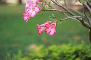 vibrant Adenium Obesum or Desert Rose flowers blooming on a branch, contrasting beautifully against a green, blurred background photo
