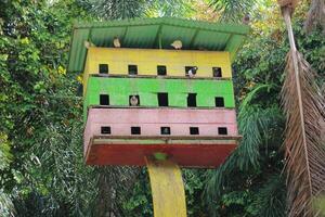 Pigeons Perched on a Colorful Birdhouse in Lush Green Natural Setting photo
