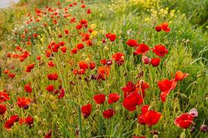 Wide view of a field filled with blooming red poppies surrounded by green grass and wildflowers on a sunny day photo