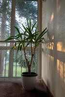 Potted plant with tall leaves placed next to a sunlit window and soft shadows on the wall photo