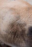 Detailed close-up of African elephant's wrinkled skin texture showing rough surface and intricate lines, captured in soft lighting with background out of focus photo