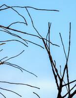 Silhouette of bare tree branches extending against a clear blue sky, creating a stark contrast with the smooth background photo