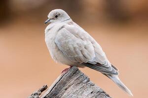 Eurasian collared dove perched on a wooden post, showcasing its light grey feathers and distinctive black collar, with a soft blurred background photo