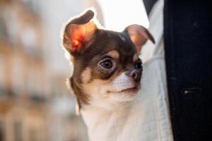 Brown and white chihuahua puppy with curious expression peeking out of white bag in urban street photo
