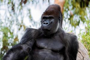 Close-up of a Western lowland gorilla with intense expression in a natural habitat surrounded by greenery and blurred background, highlighting its muscular build and facial features photo