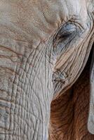 Close up of an elephant's face highlighting the textured skin and eye with intricate wrinkles and folds photo