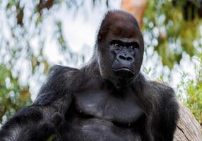 Portrait of a Western lowland gorilla looking slightly away with a focused expression, sitting amidst natural surroundings with blurred foliage in the background photo