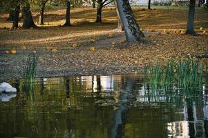 Scenic autumn park landscape with fallen leaves under trees reflecting in a tranquil pond photo