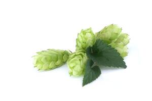Green hops cones with fresh leaves isolated on white background photo