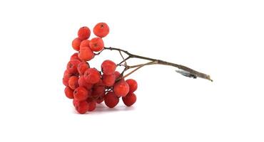 Vibrant red rowan berries clustered on a branch against a pure white backdrop, photo
