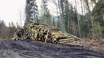 Stacked logs in a forest clearing highlight deforestation and environmental issues, emphasizing sustainable forestry practices and Earth Day awareness photo