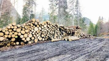 Pile of stacked logs in a forest clearing, highlighting deforestation and environmental impact, suitable for Earth Day concepts photo