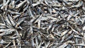 A pile of dried fish laid out on a net symbolizes traditional preservation methods and sustainable food supply practices photo