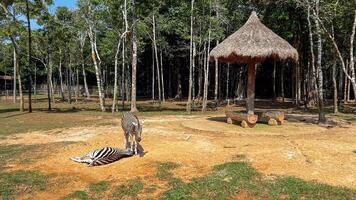A serene zebra rests on sunlit grass while another stands nearby under a thatched umbrella in a peaceful wildlife sanctuary photo