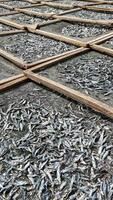 Rows of small fish drying on traditional racks in the sun, illustrating sustainable seafood practices and preservation methods photo