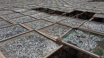 Rows of sardines drying under the sun on wire racks symbolize traditional fishing practices and seafood preservation photo