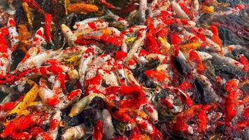 A vibrant collection of colorful koi fish swimming closely in a pond, symbolizing prosperity and good fortune in Asian culture photo